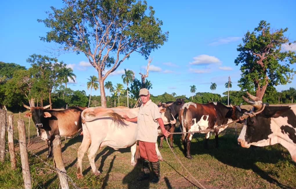 Productores de Villa Clara se esfuerzan por recuperar la tradición lechera de la provincia