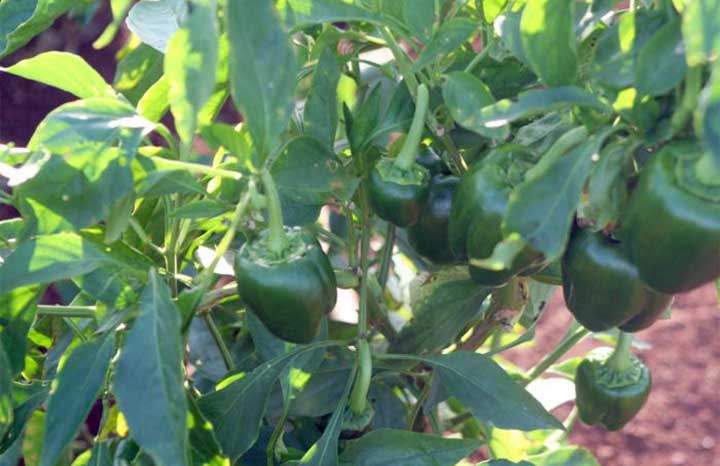 Potencia Villa Clara prácticas agroecológicas y aporte social