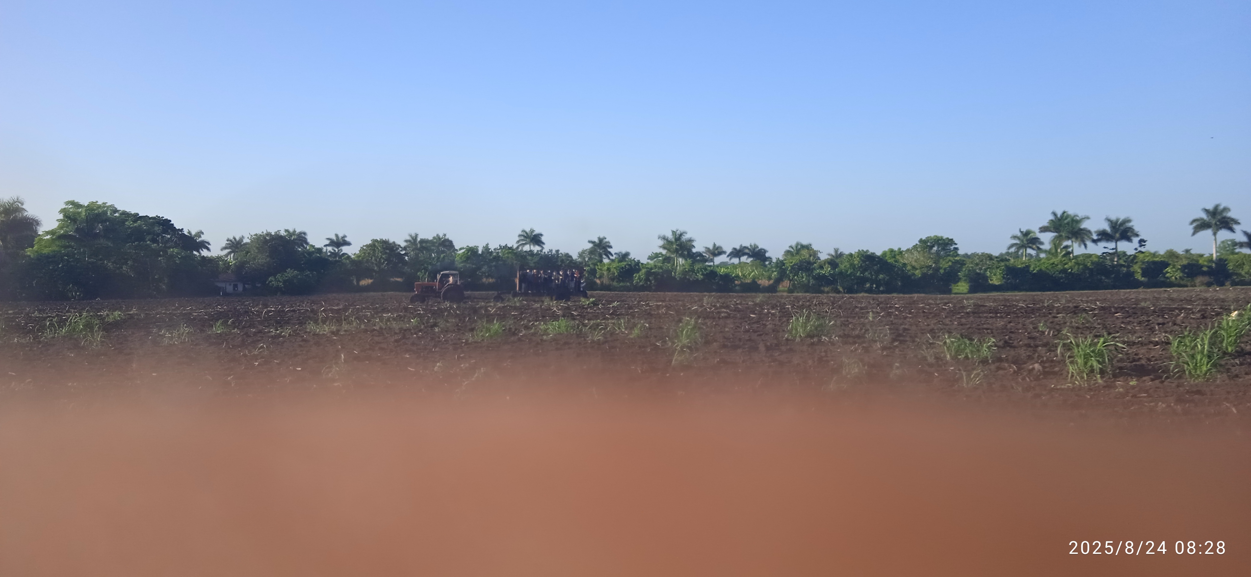 Siembra de caña, una odisea para los agroazucareros villaclareños