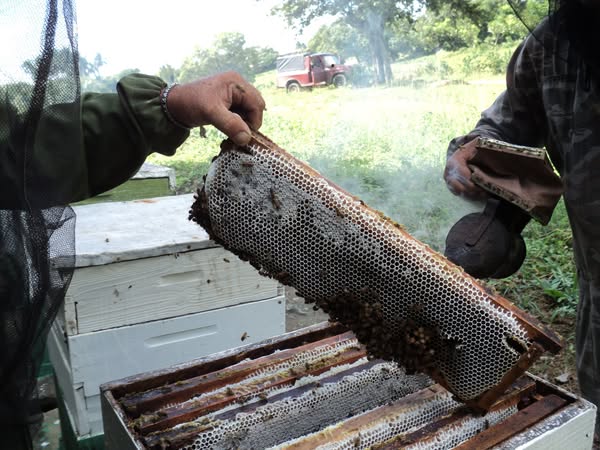 Oda a los agropecuarios en su día