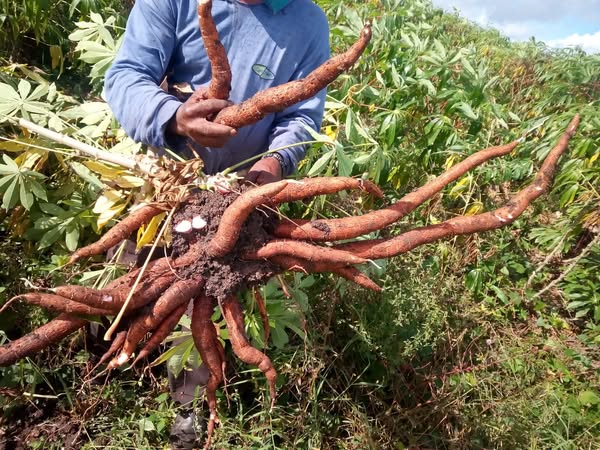 Oda a los agropecuarios en su día