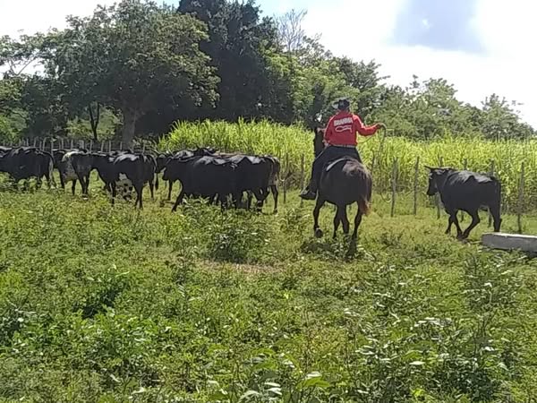 Oda a los agropecuarios en su día