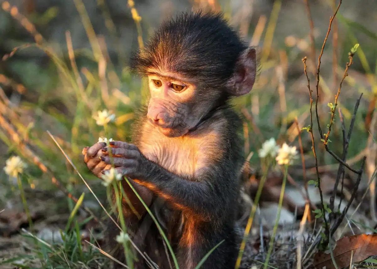 Por un día Mundial de los animales, con bienestar