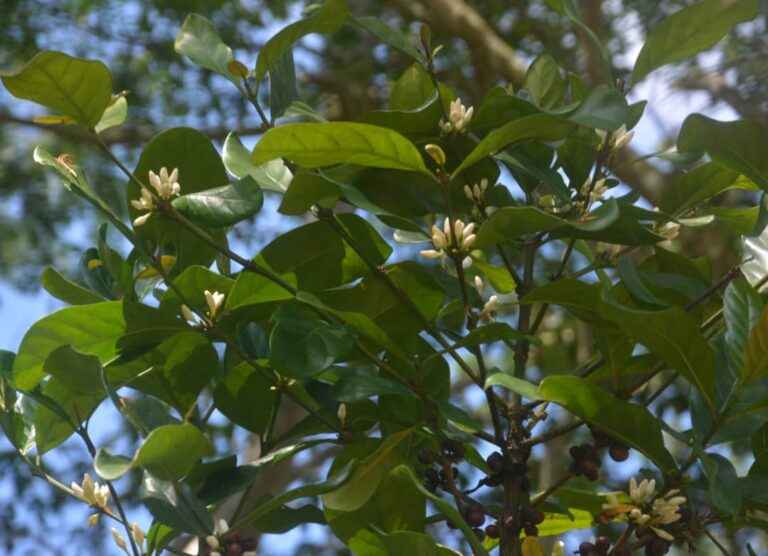 Agroforestal Jibacoa, donde el aroma de café es más fuerte