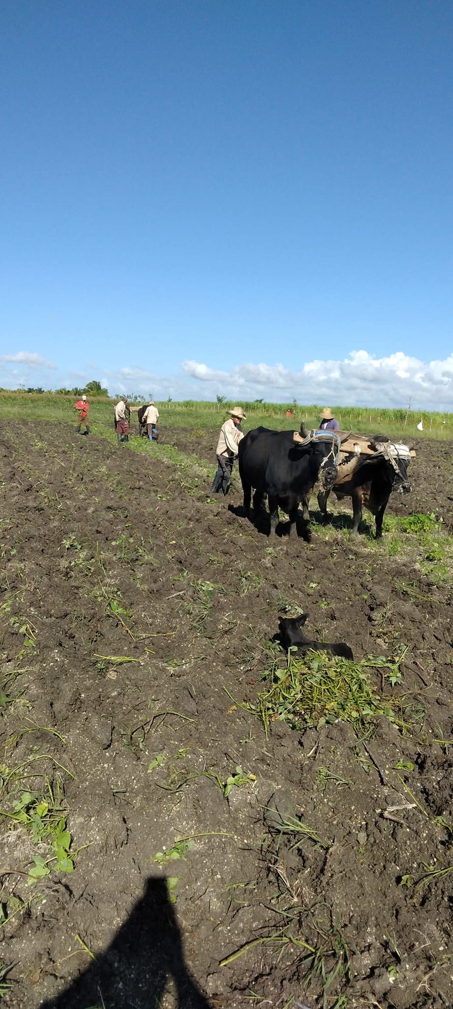 La UBPC Antonio Escaño cumple plan de siembra anual de la caña