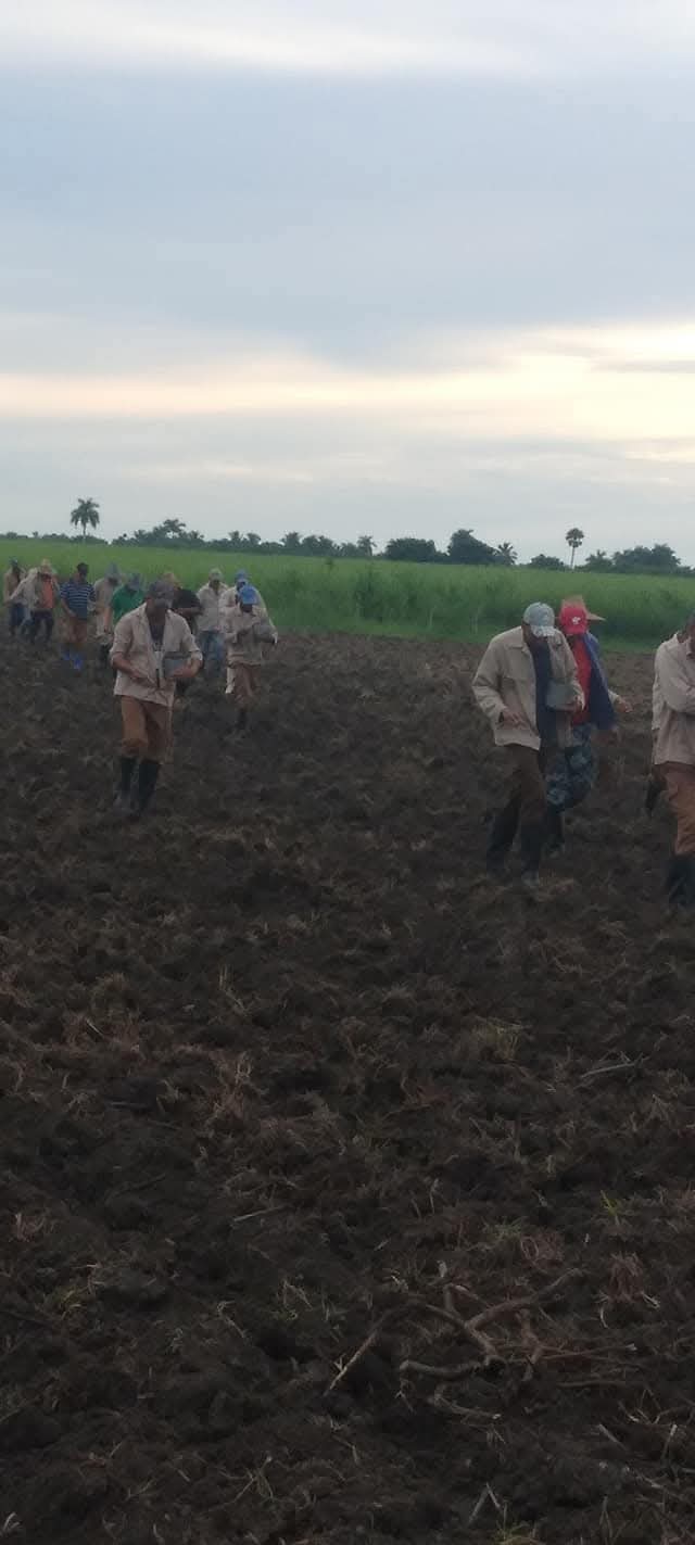 La UBPC Antonio Escaño cumple plan de siembra anual de la caña