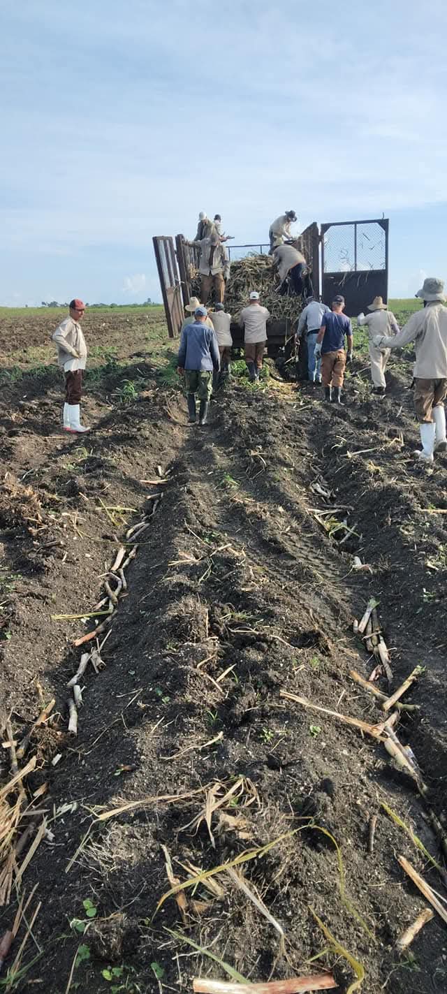 La UBPC Antonio Escaño cumple plan de siembra anual de la caña