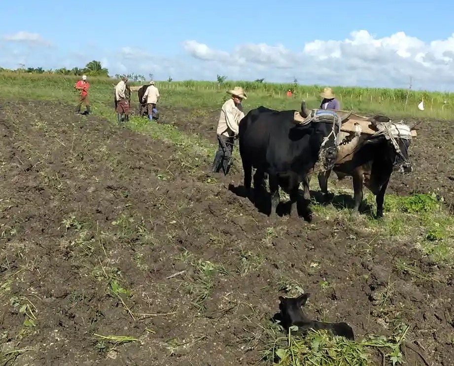 La UBPC Antonio Escaño cumple plan de siembra anual de la caña