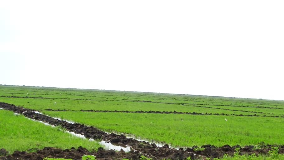 Desde Encrucijada continúa el impulso a la producción arrocera