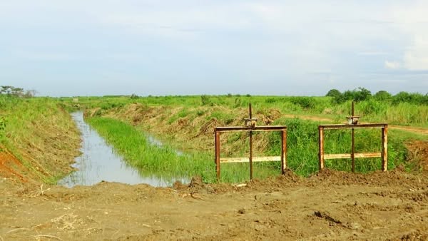 Polo productivo de Piñón tiene potencial para sembrar hasta 10 mil hectáreas de arroz de la campaña de frío