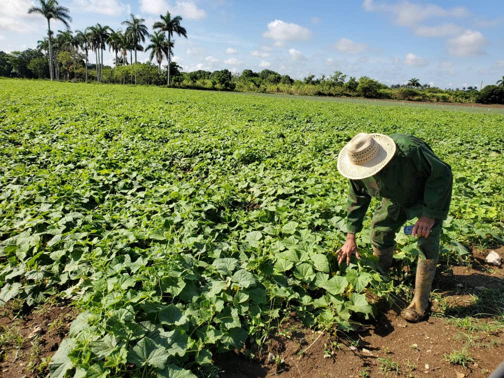 Inicia Campaña de Frío en Quemado de Güines con estratégico plan de siembra.