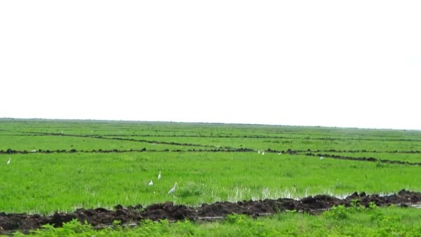 Juanito, especialista de Recursos Hidráulicos en Villa Clara, experto en soluciones viables para la siembra de arroz en la provincia