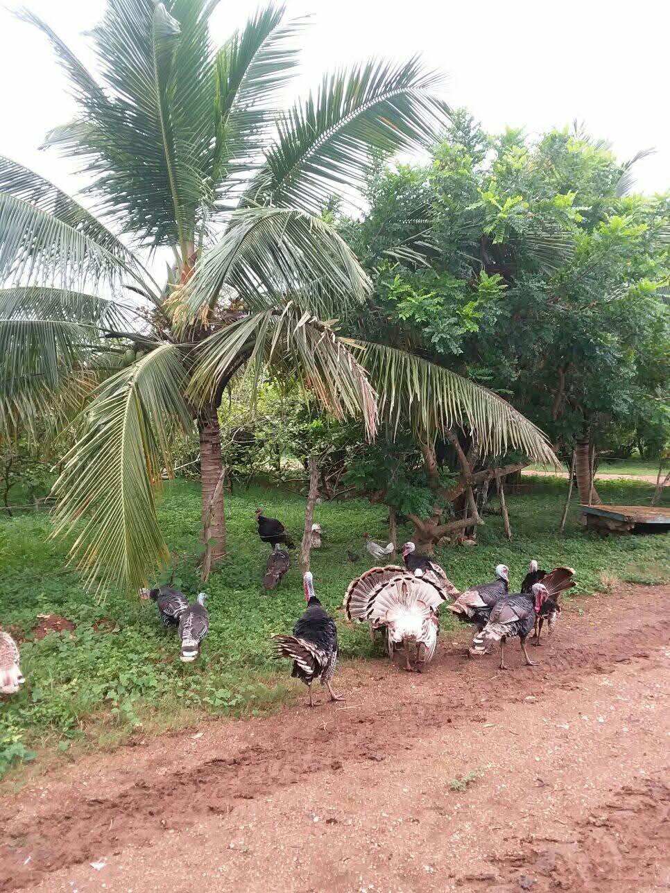 UBPC La Piedra, bastión cañero en Villa Clara entre desafíos e innovación