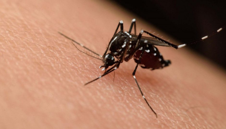 Municipio matancero enfrenta alta incidencia de enfermedades transmitidas por el Aedes aegypti