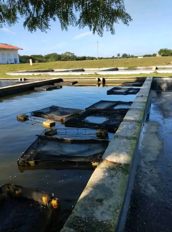 Producir Alevines en tiempos difíciles