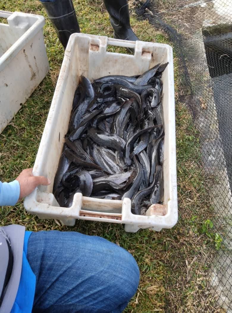 Producir Alevines en tiempos difíciles