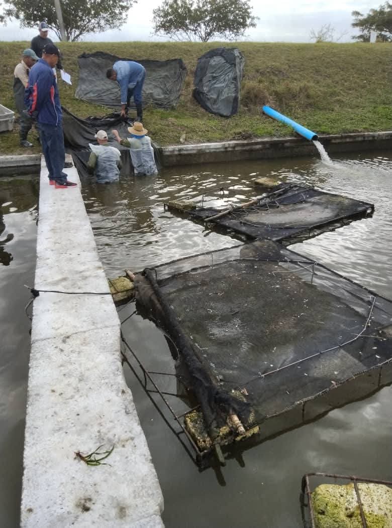 Producir Alevines en tiempos difíciles
