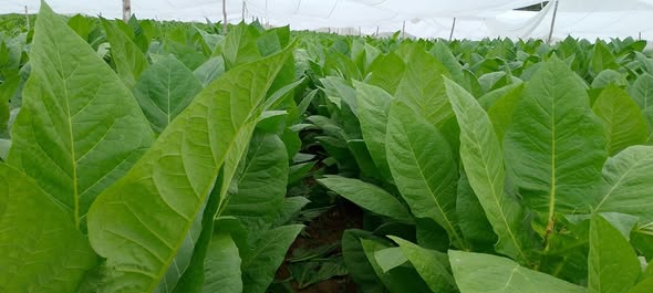 El tabaco en Villa Clara en continuo avance