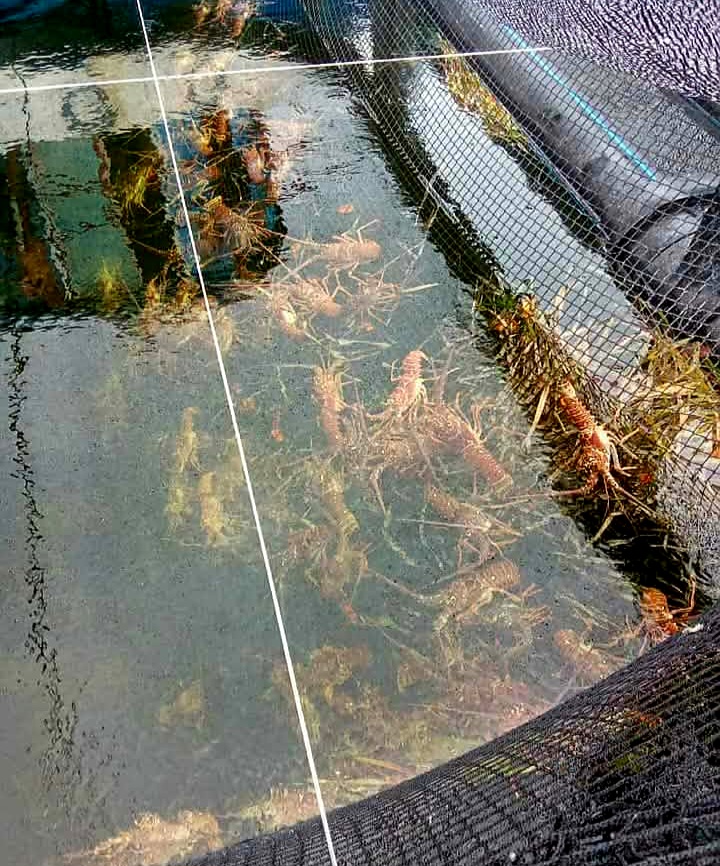 Proyecto vietnamita de cultivo de langosta avanza con éxito en Quemado de Güines