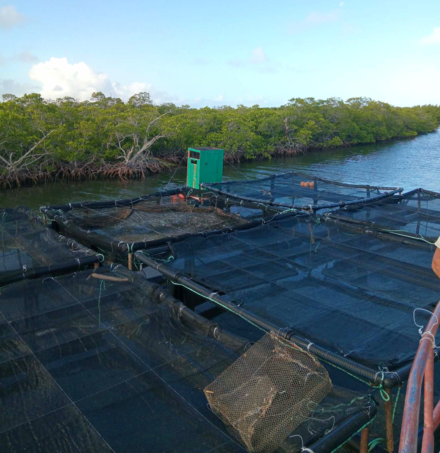 Proyecto vietnamita de cultivo de langosta avanza con éxito en Quemado de Güines