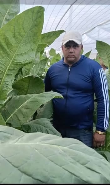 El tabaco en Villa Clara en continuo avance
