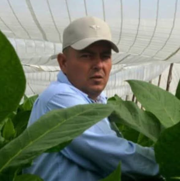 El tabaco en Villa Clara en continuo avance