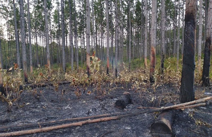 Controlan incendio forestal de muy grandes proporciones en Pinar del Río