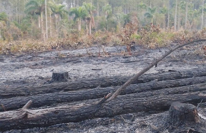 Controlan incendio forestal de muy grandes proporciones en Pinar del Río
