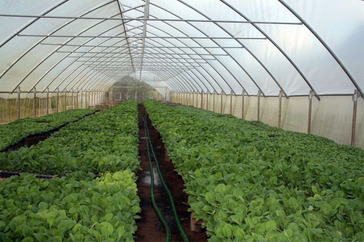 Tabaco La Estrella retuvo la bandera de Vanguardia Nacional