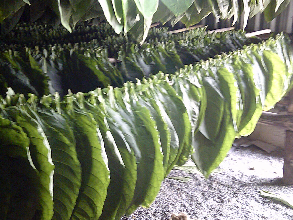 Tabaco La Estrella retuvo la bandera de Vanguardia Nacional