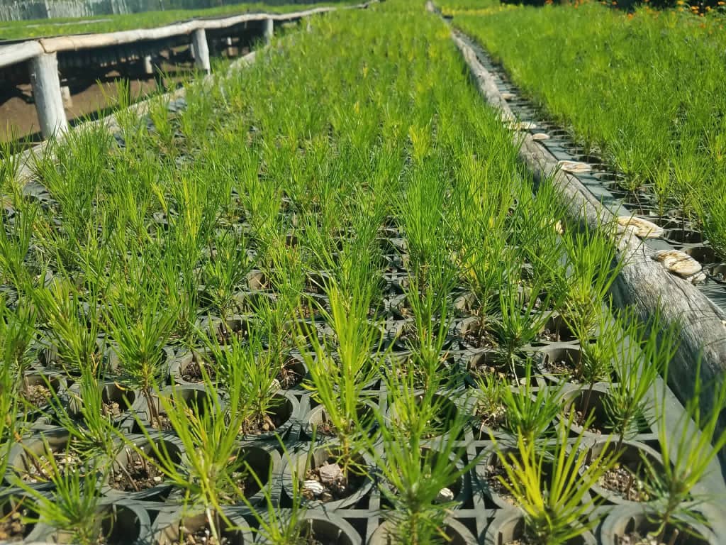 Apuesta Empresa Agroforestal de Villa Clara por soberanía energética basada en la ciencia