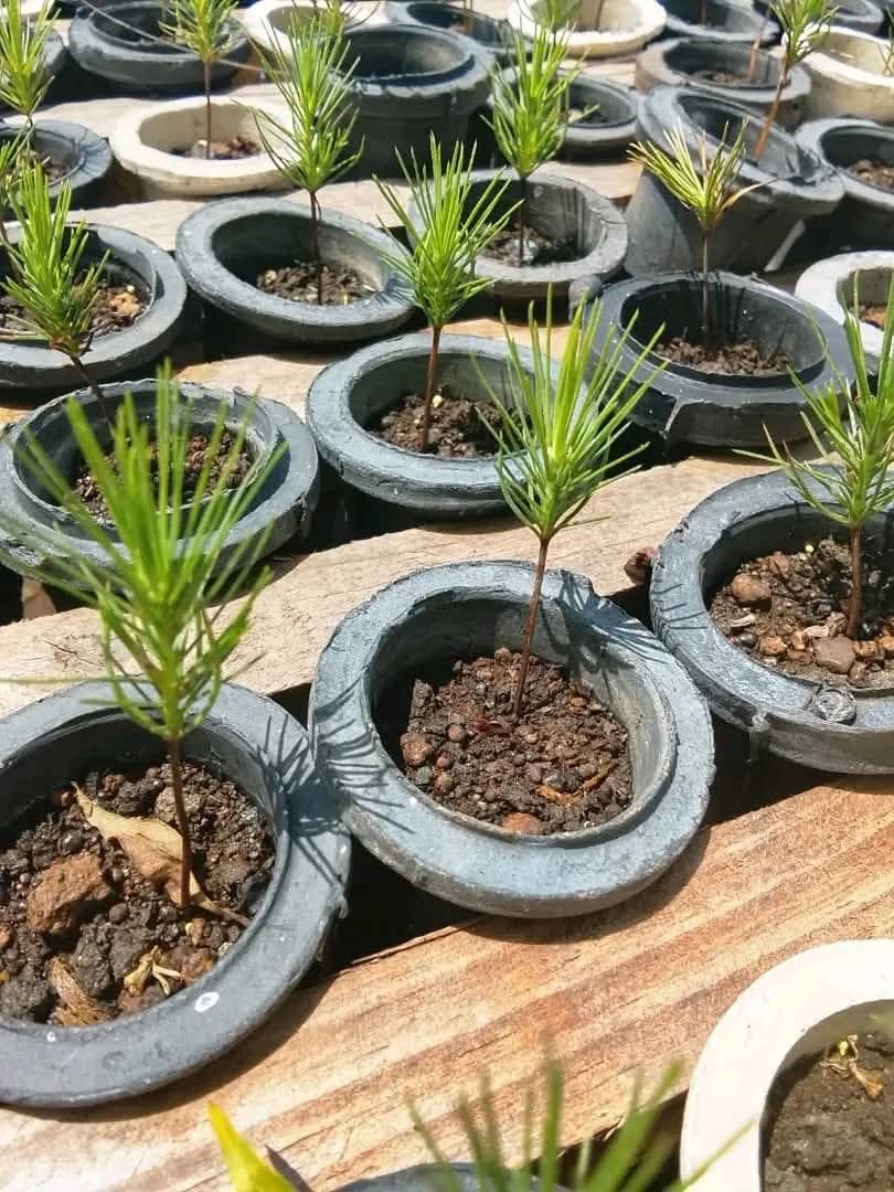 Apuesta Empresa Agroforestal de Villa Clara por soberanía energética basada en la ciencia