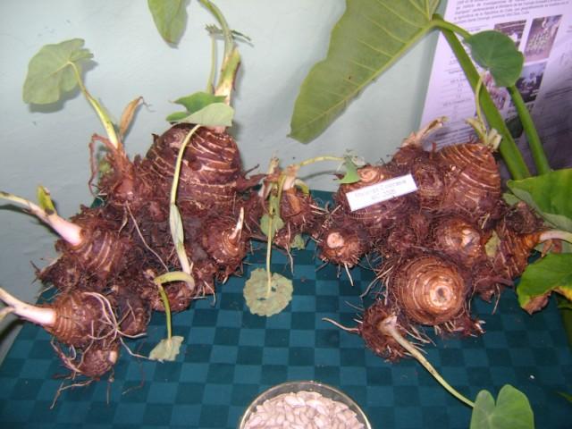 El Inivit continúa generando buenas noticias