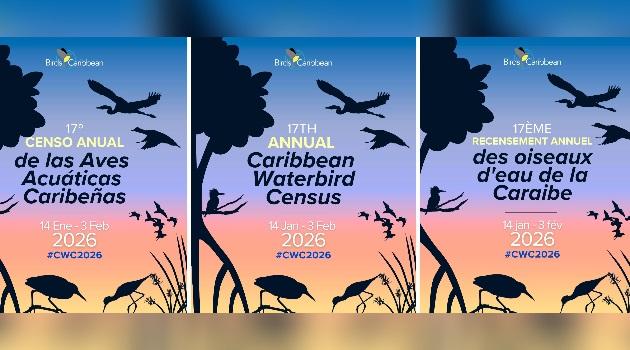 Cuba participa en el Censo de Aves Acuáticas del Caribe