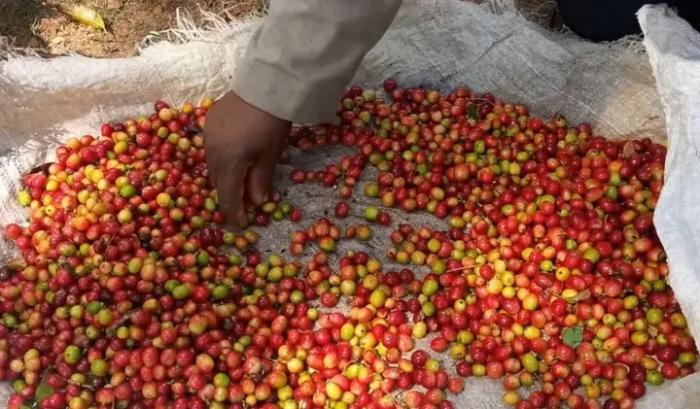 Proyecta Villa Clara recuperación paulatina en la producción cafetalera