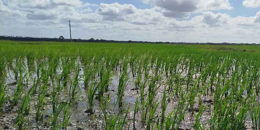 Ambicioso programa para incrementar producción de arroz en Villa Clara