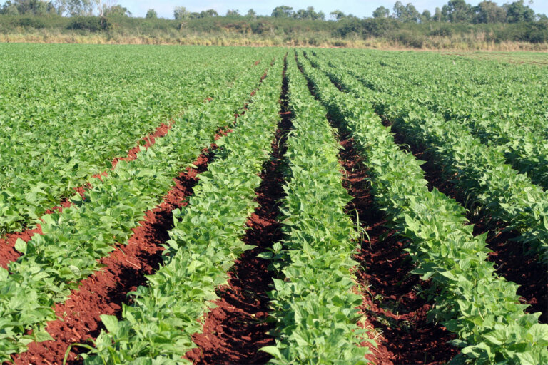 Villa Clara en pos de sustancial incremento en la producción de frijol