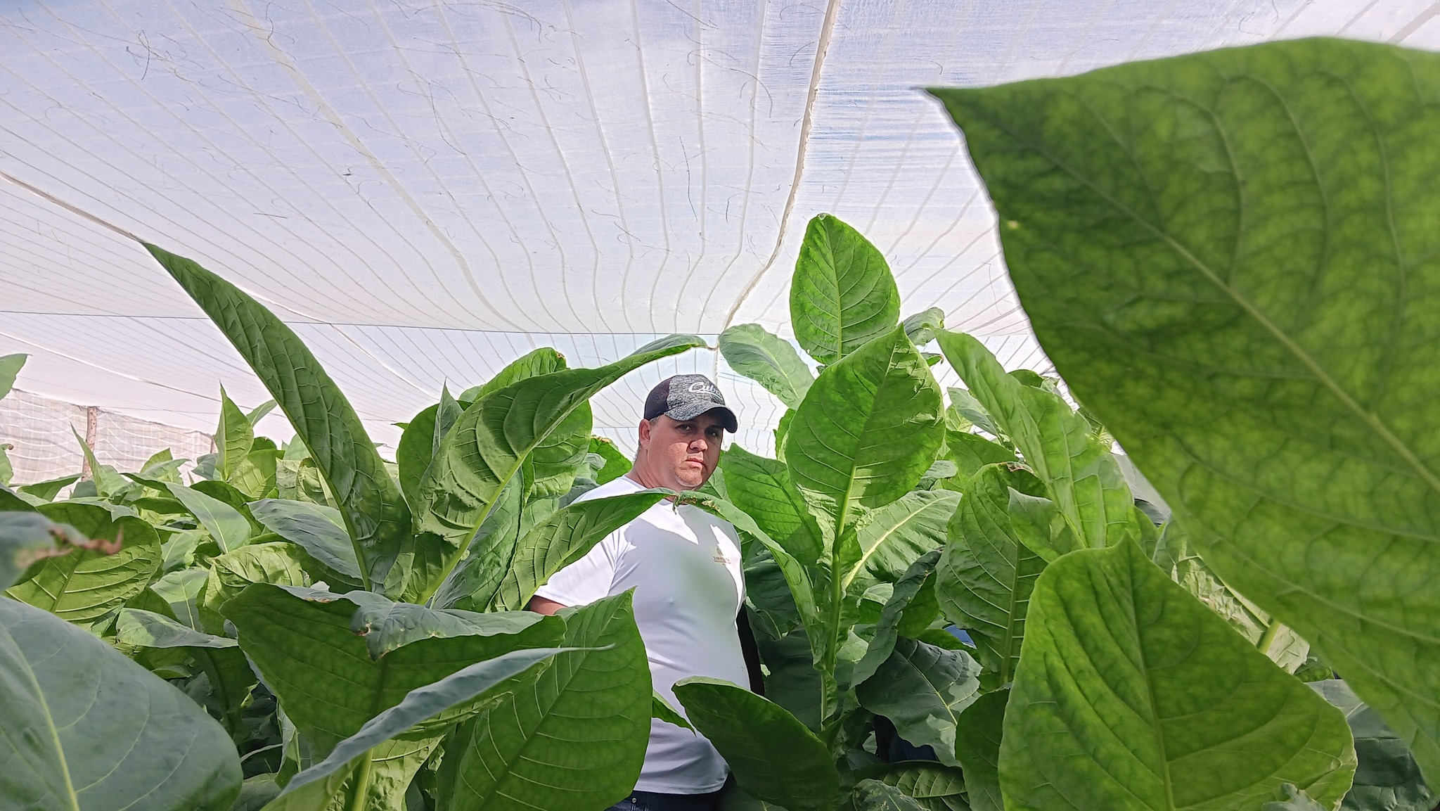 El veguero mayor y alma productiva de Tahón