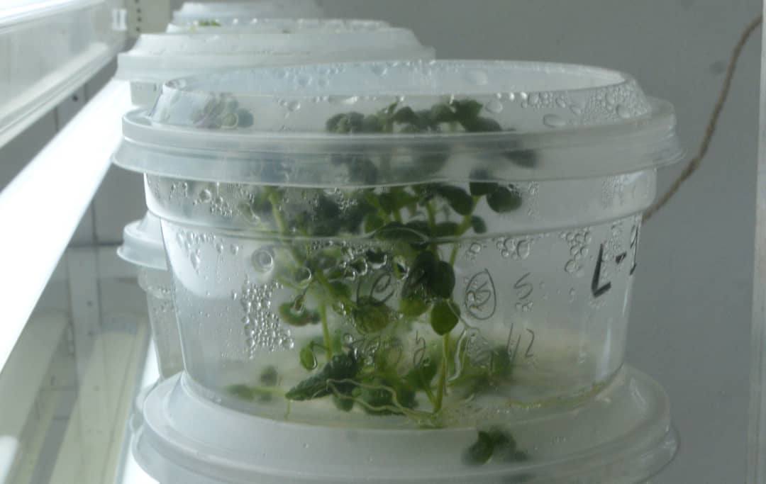 Instituto de Biotecnología de las Plantas, líder de la ciencia cubana