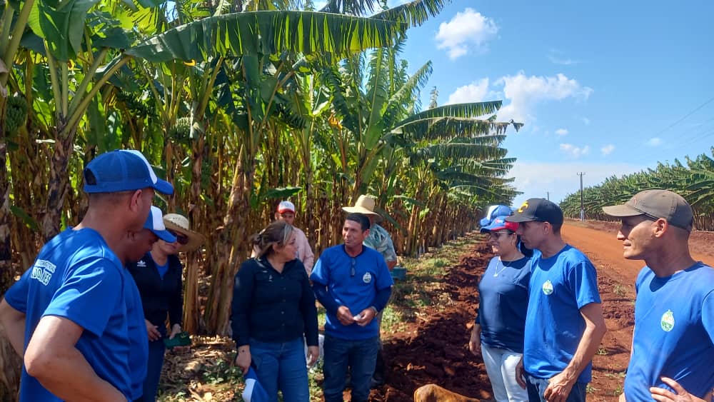 Constatan máximas autoridades villaclareñas recuperación del polo platanero de Quemado de Güines 