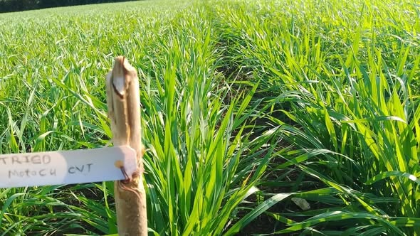 El trigo y la semilla del entusiasmo