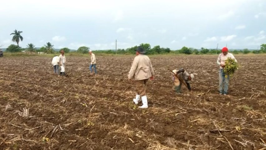Cooperativa cañera villaclareña marcha en franco desafío con la supervivencia energética