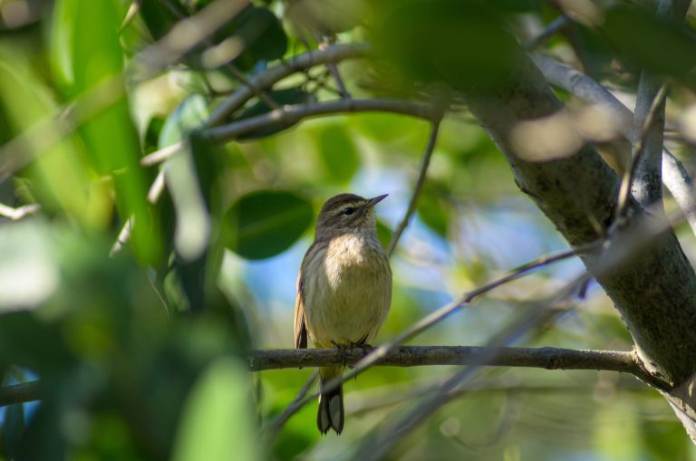 Cuba celebra el Día Mundial del Medio Ambiente con avances en su política ambiental