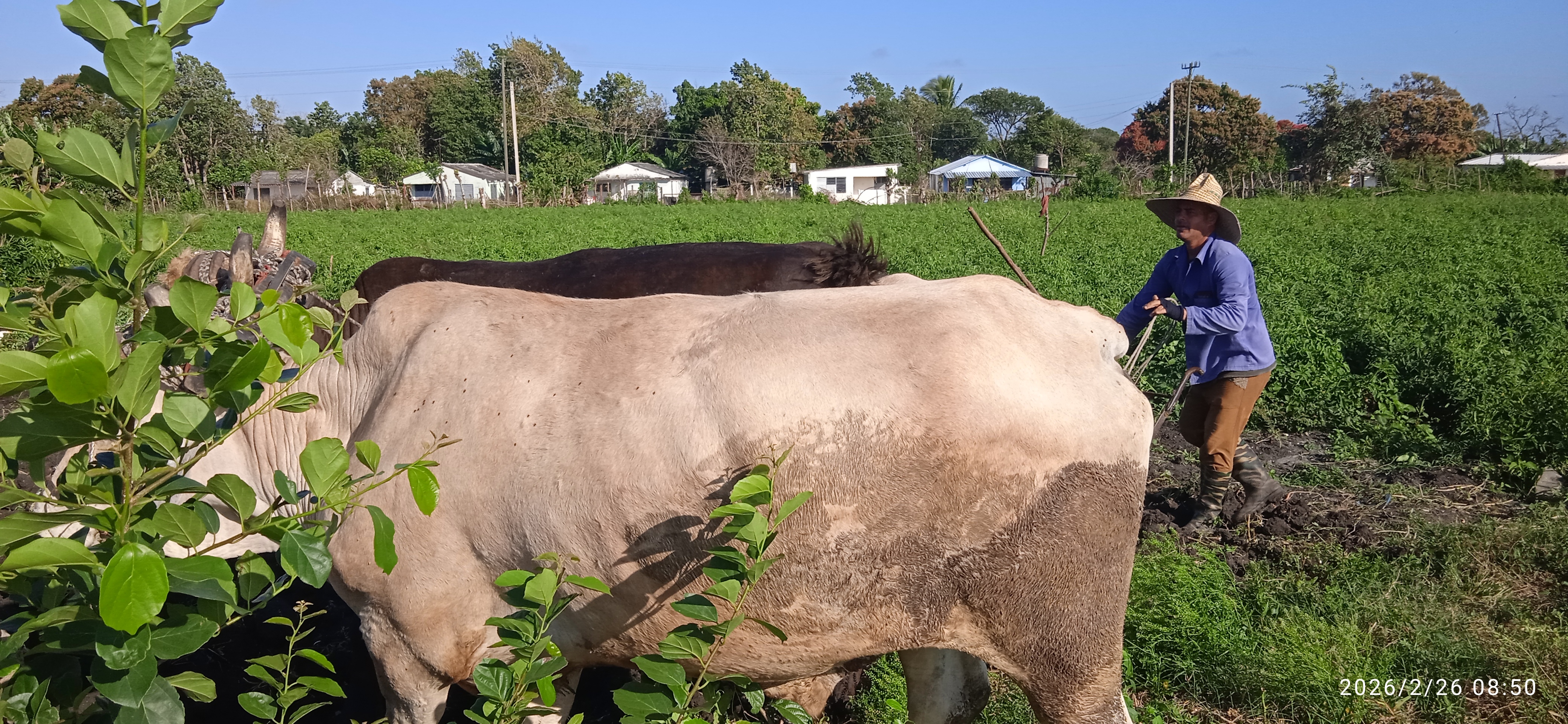 Agro azucareros villaclareños no se detienen ante crisis energética