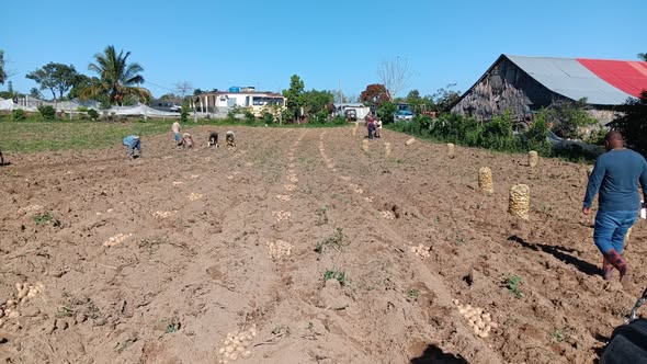 ¿Cuál es el futuro de la papa? 