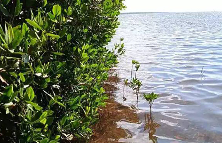 Potencian en Villa Clara gobernanza climática y protección de costas