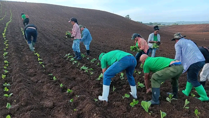 Comenzó la siembra de tabaco en Villa Clara 