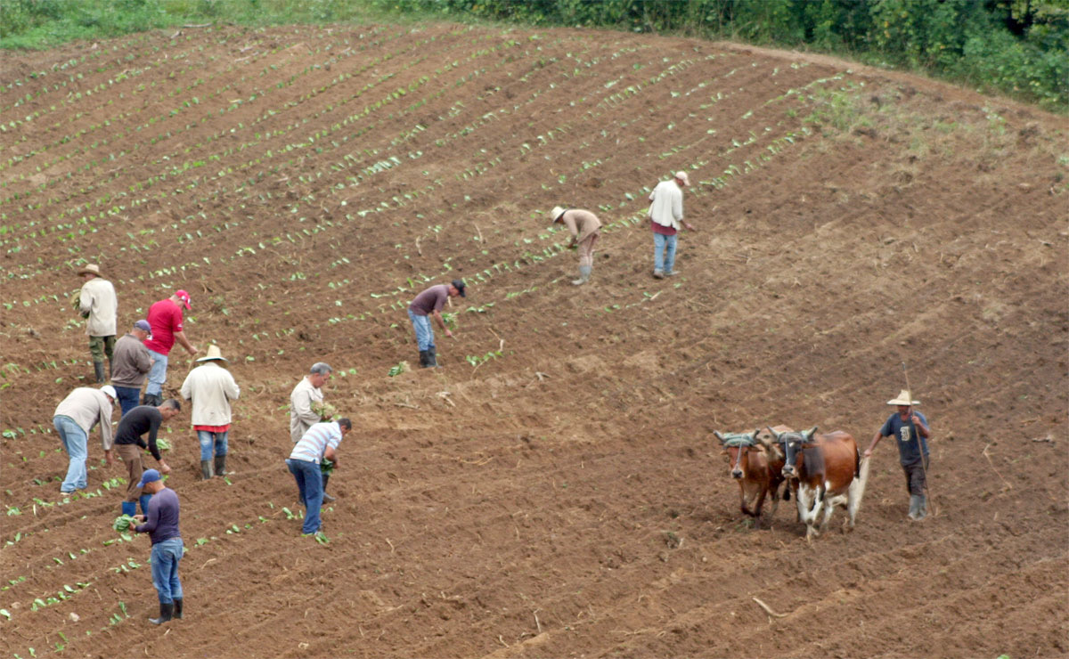 Vegueros sobre el surco