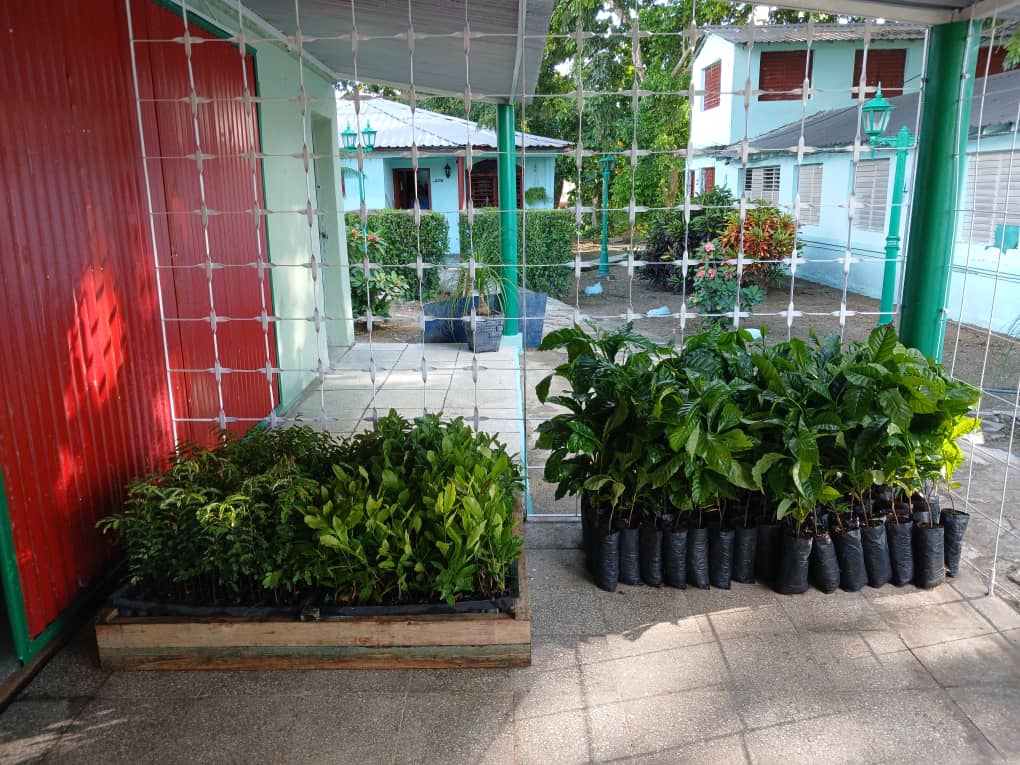 Villa Clara estrenará primera tienda de su tipo en Cuba para venta de madera y subproductos forestales