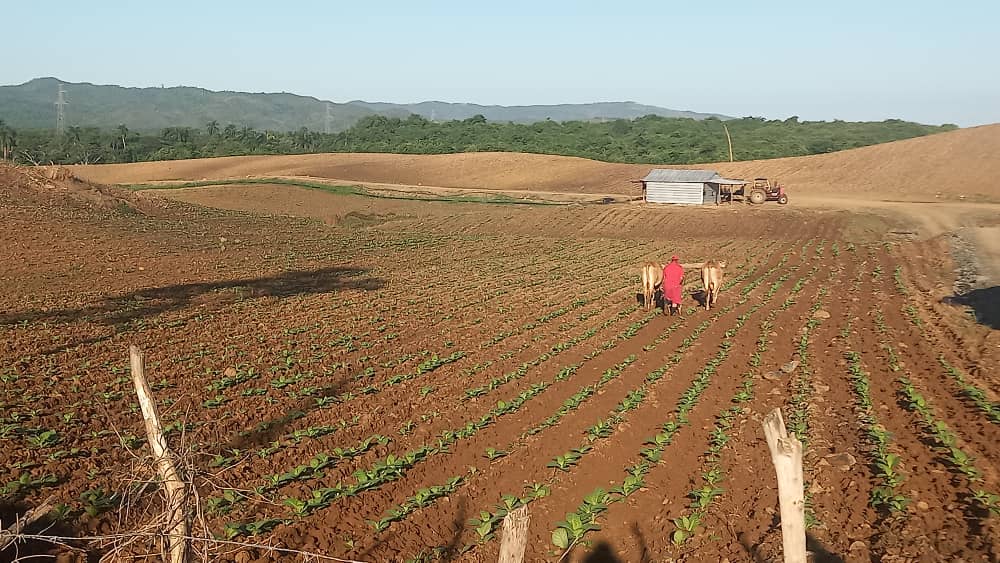 Villa Clara: Empresa tabacalera La Estrella, la mejor de su tipo en el país